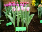[Aafke 3ban flora 2004 .JPG]